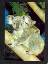 B0711 3G1 Australia Animals Koala and Baby pu1981 prepaid postcard