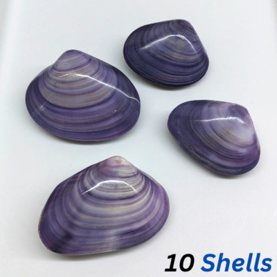 10 Large Purple Clam Shells Natural Seashell Rare Real Beach Aquarium Deco 3'' In