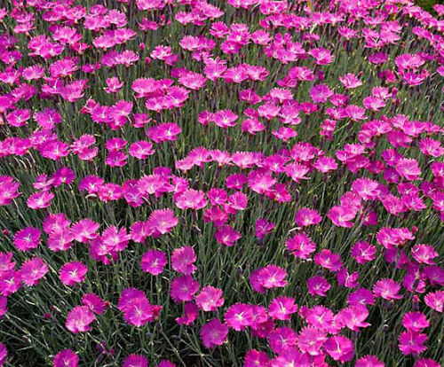 Cheddar Pinks Seeds, Pink Dianthus, Perennial Flower, Heirloom Ground Cover 50ct - Photo 1 sur 1