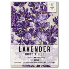 Hidcote Lavender Seeds For Planting Lavandula angustifolia