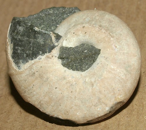 Zuercherella sp. - Ammonite with iridescence, Aptian of Krasnodar reg., Russia - Picture 7 of 17