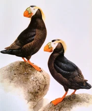 J F Lansdowne Birds TUFTED PUFFIN 10X14 Vintage Art Print Book Plate 24