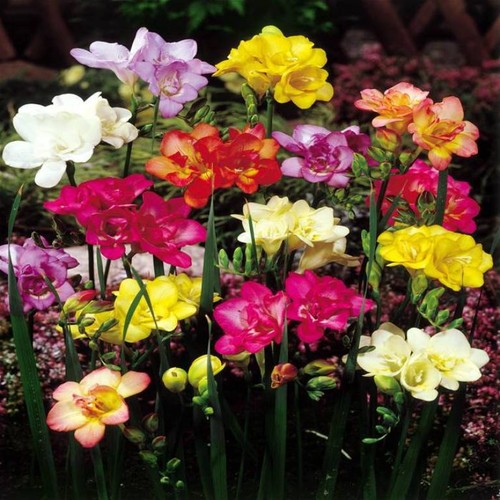 50 DOUBLE FREESIA BULBS MIXED COLOURS SCENTED IDEAL FOR ROCKERY & POTS