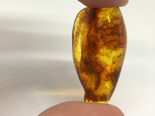 AMBER PIECE Insect Fossil Inclusion Baltic Amber Stone Unique Specimen 3g 18531 - Picture 13 of 21