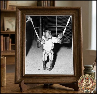 Mercury Space Monkey Lab gedrucktes Foto: 10''x8''