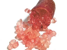  Australian Red Pulp Finger Lime Tree PLEASE Read Full Description *