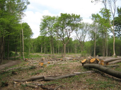 Photo 6x4 Coppiced area in Farningham Woods Trees cut down for various us c2009