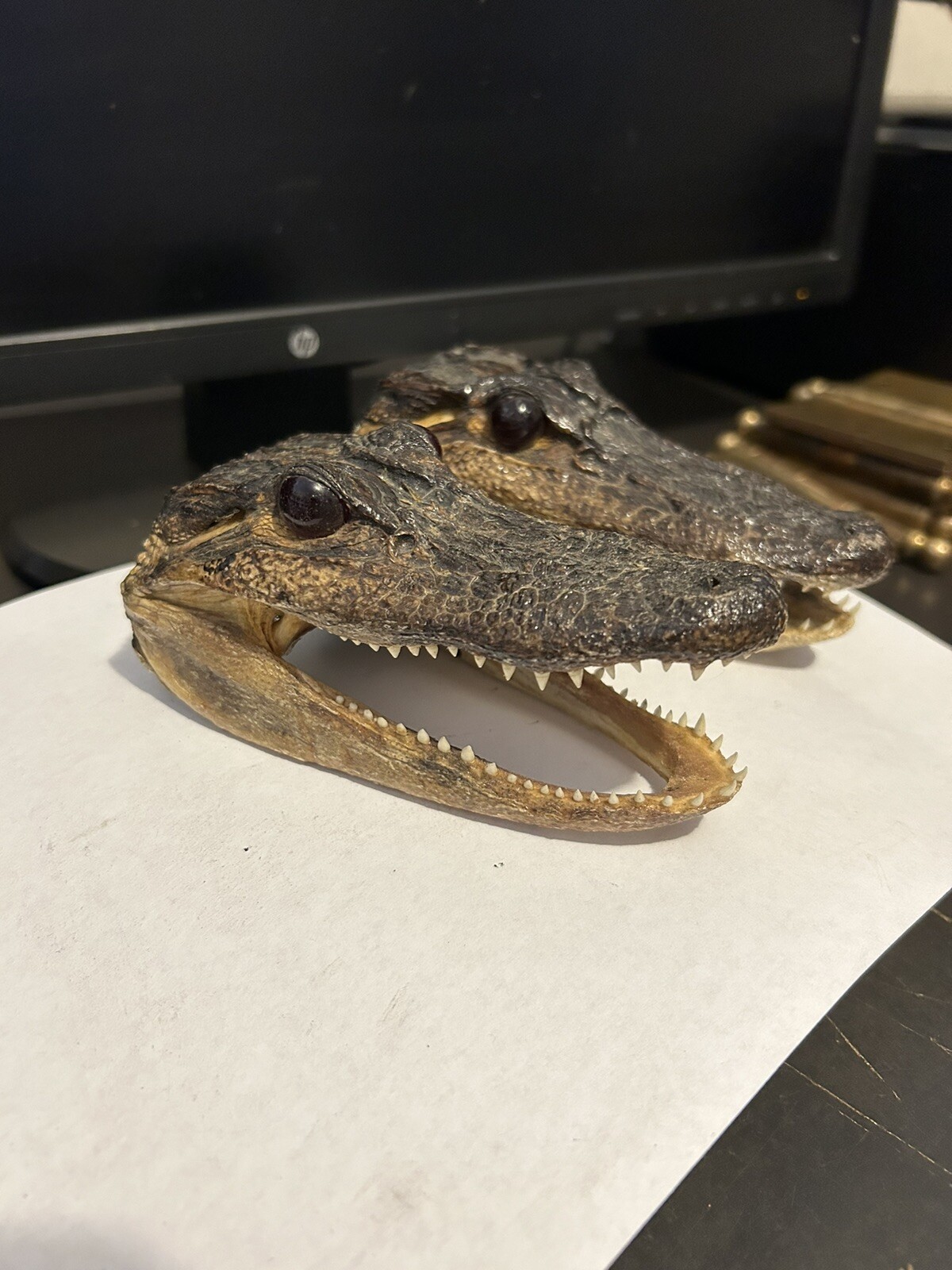 Pair 2 Genuine American Taxidermy Juvenile Louisiana Alligator Head 5 - 6” Long