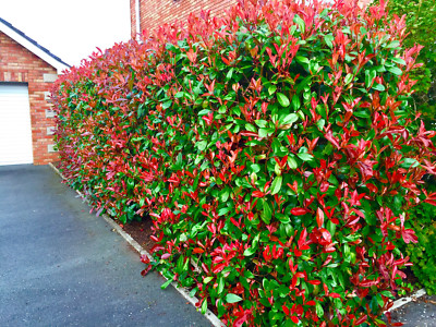 40 Red Robin Hedging Photinia Evergreen Plants Fast Growing 25-30cm Potted  | eBay