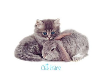 Cat Shirt, Kitty Kat Hare ~ Hair, Bunny & Cat Friends, Small - 5X, cute, ladies