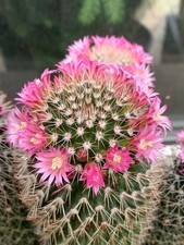 25 graines de Mammillaria zeilmanniana - Plante grasse - Cactus - BIO ZERO PHYTO