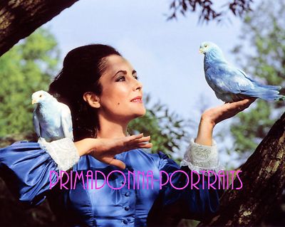elizabeth taylor blue dress 8x10 COLOR Lab Photo Gown with Birds Portrait Beauty elizabeth taylor 1975