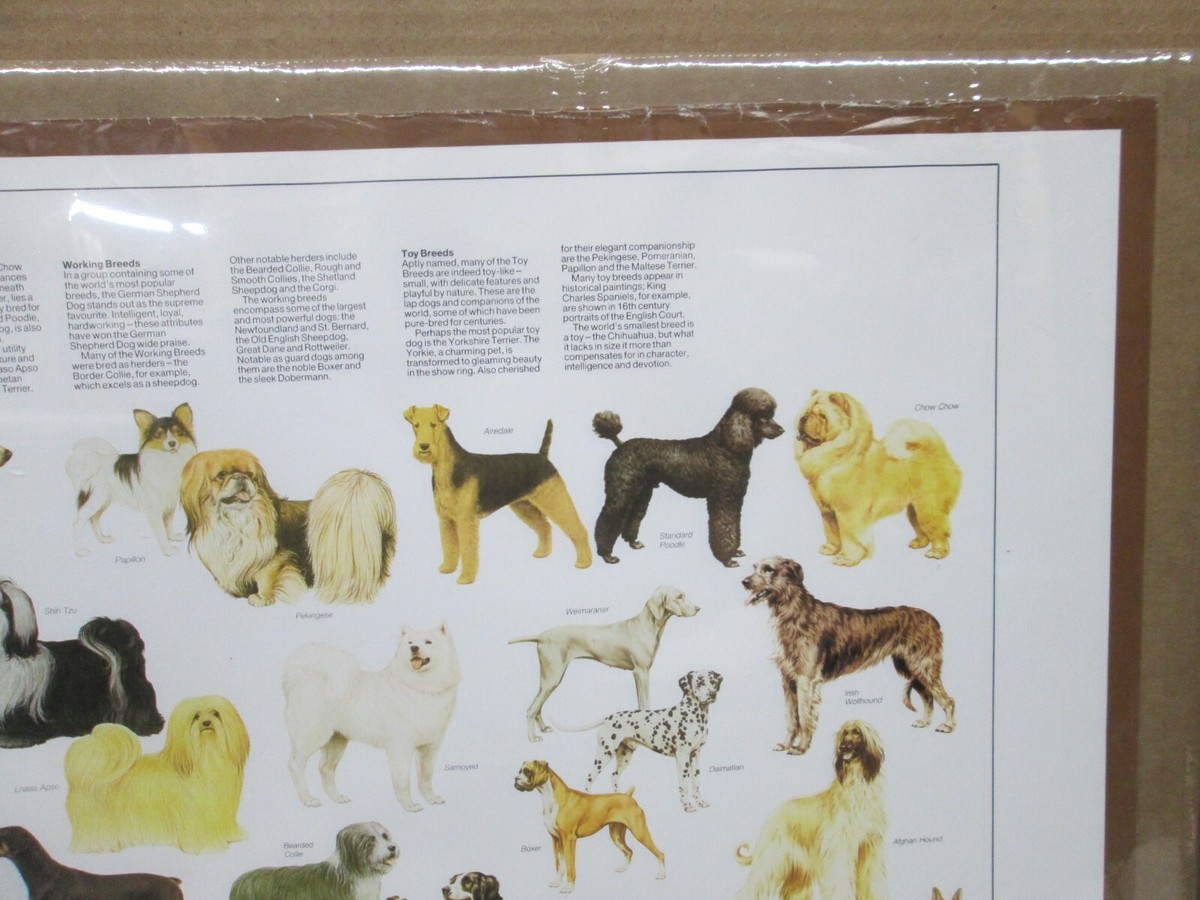 Popular dogs of the world Facts Figures vintage poster dog 18003