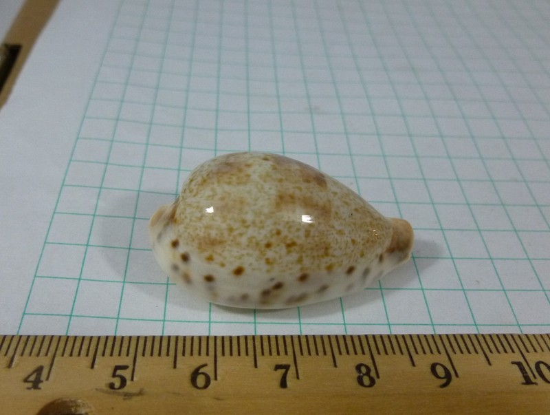 Cypraea pulchella, 39mm F+++ Vietnam