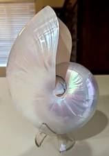 VTG. Large 7" Pearlized Iridescent White Nautilus Seashell-w/Stand- EXCELLENT!!