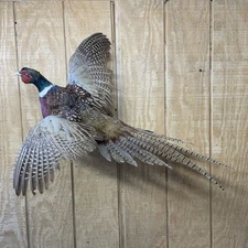 Brand New Jumbo Ringneck Rooster Pheasant Taxidermy Flying Wall Mount