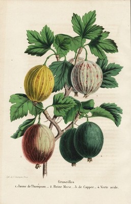 Groseilles Botanik gooseberry Stachelbeere berry Beeren botany Litho E. Morren