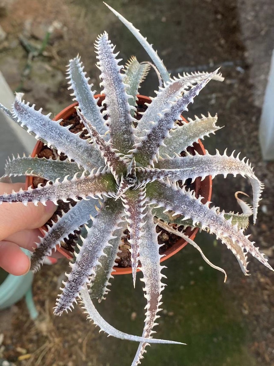 Dyckia Hybrid 