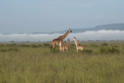 Maasai Giraffe Family Wall Decor, African Wildlife Photography 18X12 in