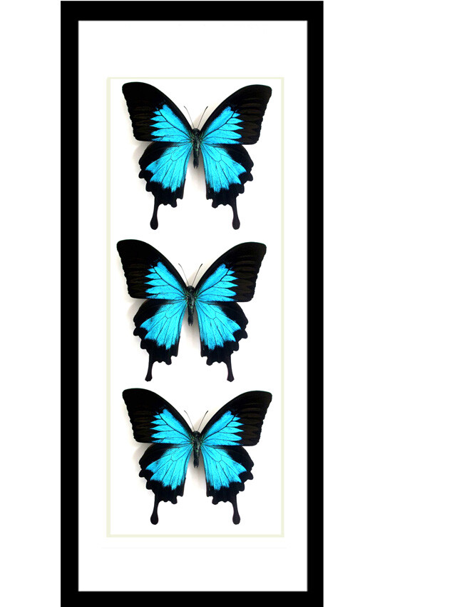 Australian butterfly for sale real specimen Papilio ulysses BFPU3 eBay