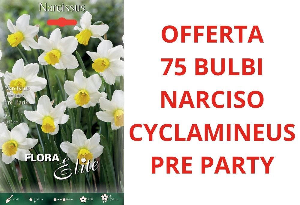 Oferta 75 Bulbos de Narciso Cyclamineus Pre Fiesta Bulbs Bulbos