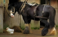 "heavy draft horse "     Canvas Wall Art Picture Print