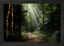 forest at St Joris Winge Framed Wall Art Poster Canvas Print Picture