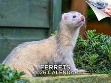 Ferrets Dog Breed Calendar 2026 12x18 Made in USA