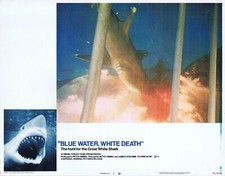 BLUE WATER WHITE DEATH Original Lobby Card 7 Hunt for the Great White Shark