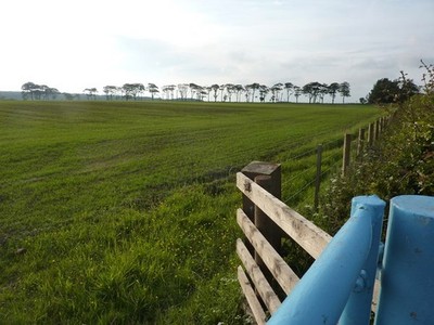 Foto A2 Krücke Plantage Chathill\/NU1826 A Unterstand Baumgürtel in f c2011