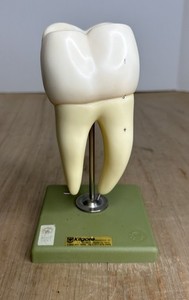VTG SOSMO TOOTH ANATOMICAL MODEL DISPLAY DENTAL DENTISTRY EDUCTATIONAL GERMANY