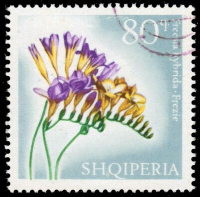 ALBANIA 1023 - Freesia ''Freesia hybrida'' (pb69883)