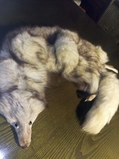 Colli di vera pelliccia di volpe e visone.Foderati internamente.