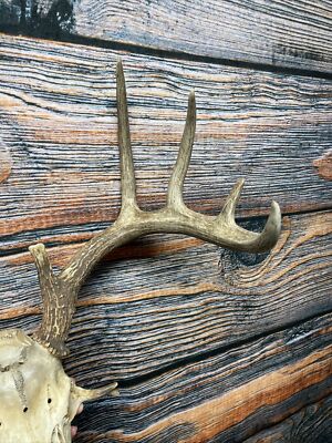 蝦夷鹿hunting trophy（deer skull） 51Jiy6RDloL._UF894,1000_QL80_.jpg