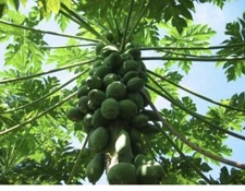 15 Fresh Organic Papaya Leaves hand picked naturally grown (lá Đu Đủ )