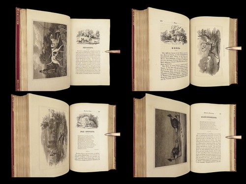 1818 HUNTING 1ed Field Sports Fishing Horse & DOG Fowling Racing FINE BINDING - Picture 2 of 24