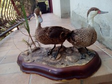 oiseaux canards pilets des bahamas naturalises taxidermie