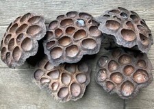 5 Dried Lotus Seed Pod Heads 3  Florist Wreath Decor Aquarium Habitat From USA