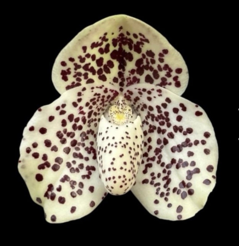 Paphiopedilum wenshanense (Big Spot X ‘Chocolate Chip’),