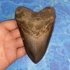 MEGALODON SHARK TOOTH 4.98” HUGE TEETH MEG SCUBA DIVER DIRECT FOSSIL NC 9957