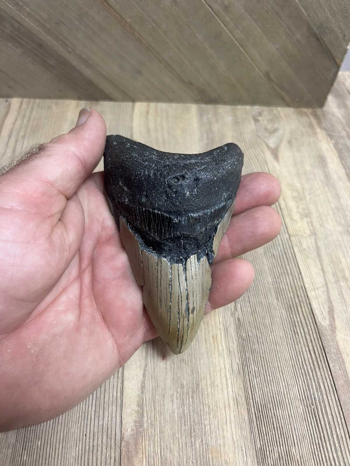 MEGALODON SHARK TOOTH Real Fossil - w/ DISPLAY STAND