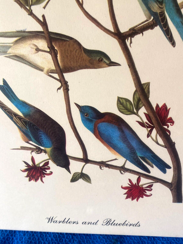Currucas y pájaros azules Audubon estampado a color 9x12 localización D - Imagen 3 de 5
