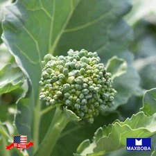 Broccoli Raab Fresh Seeds - Spring Rapini Non-GMO Heirloom Garden