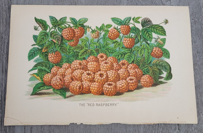 1884 RED RASPBERRY (Rubus idaeus) A.J. Wendel ? Chromolithograph Antique Print