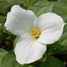 White Trillium 20 bulbs