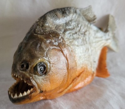 Echte Taxidermie PREDATOR Piranha aus Peru,  absolut RAR, Kostenlosen Versand !!
