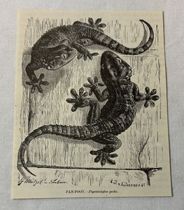 1885 book engraving ~ FAN-FOOT lizard