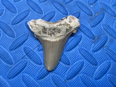 3.28 inch Angustidens Shark Tooth Fossil from SC