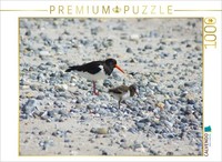 Calvendo Puzzle Austernfischer Mit KüKen | 1000 Teile Lege-GrößE 64 × 48 Cm Foto