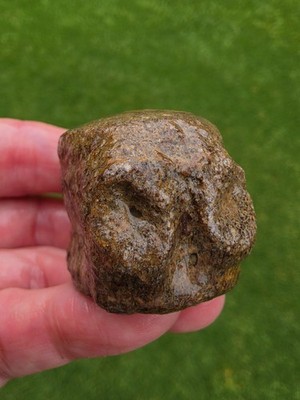 Tiny Terminal Caudal Vertebrae Tail Bone Fossil TX Mosasaur Ozan